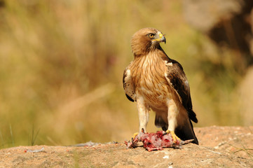 Aguila calzada con una presa sobre la roca