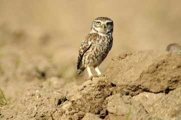 Mochuelo común vigila en el campo
