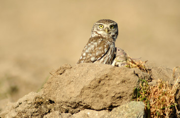 Mochuelo común vigila en el campo