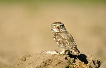 Mochuelo común vigila en el campo
