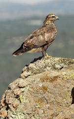 Aguila ratonero