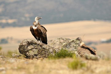Buitre leonado