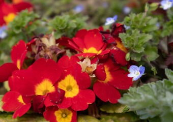 Closeup of flowers of primrose, red and yellow