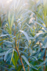 The texture of the foliage and green background for design. Sunlight and glare on the leaves.