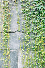 The texture of the foliage and green background for design. Sunlight and glare on the leaves.