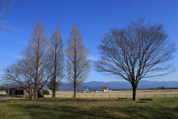 快晴の公園と自然風景
