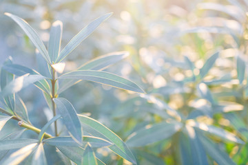 The texture of the foliage and green background for design. Sunlight and glare on the leaves.