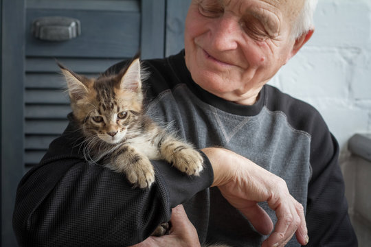 An elderly man holds a Maine Coon kitten and smiles to him, selective focus.