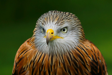 Red Kite (milvus milvus) close up portrait