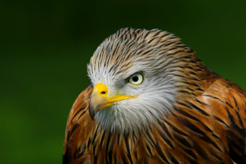 Red Kite (milvus milvus) close up portrait