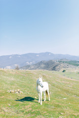 Naklejka premium Horses in a pasture in the mountains. Livestock in the wild.
