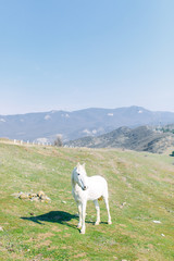 Fototapeta premium Horses in a pasture in the mountains. Livestock in the wild.