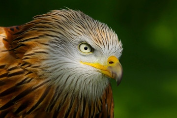 Red Kite (milvus milvus) close up portrait