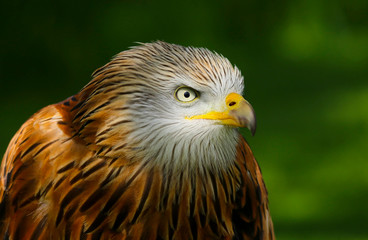 Red Kite (milvus milvus) close up portrait