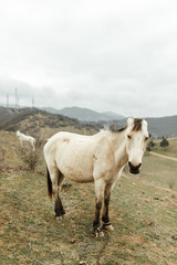 Obraz premium Horses in a pasture in the mountains. Livestock in the wild.
