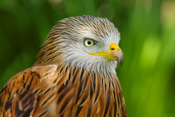 Red Kite (milvus milvus) close up portrait