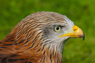 Red Kite (milvus milvus) close up portrait