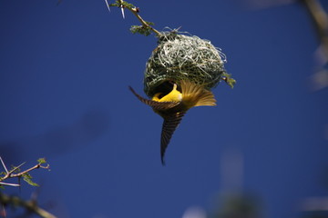 Southern masked weaver nest building