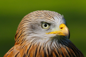 Red Kite (milvus milvus) close up portrait
