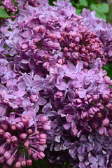Purple lilac Flowering bush in the spring in the Botanical Garden. Heavy clusters of small pink flowers. Lilac petals