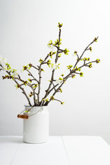 cherry flower blossom branch in old enamel milk canister at white wooden table, bright wall, home decoration springtime