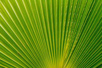 Obraz premium Green palm leaf with natural pattern