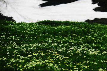 額平川徒渉　幌尻岳山頂への道　山頂直下のお花畑　