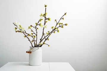 cherry flower blossom branch in old enamel milk canister at white wooden table, bright wall, home decoration springtime