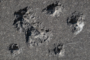 Background Texture Dark Stone with Holes