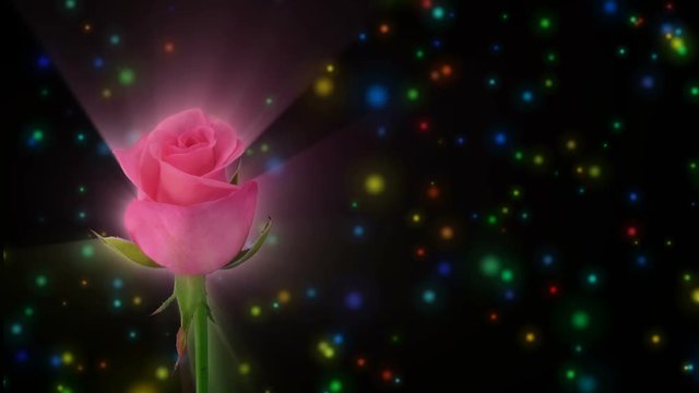 Montage of opening pink Blushing Akito rose 1a2 in RGB + ALPHA matte format isolated on black background
