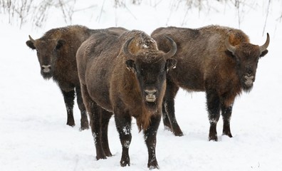 bison © Оксана Григоришина
