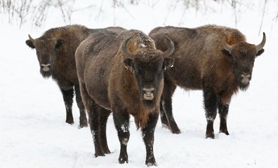 bison