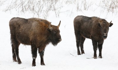  bison
