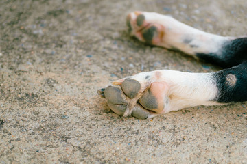 Dog's feet on cement floor, Dog's feet are very old Placed on the concrete floor.