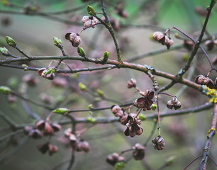 Romantic fall Spindle Tree
