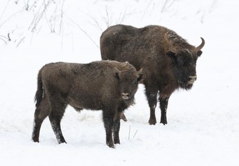 bison in winter