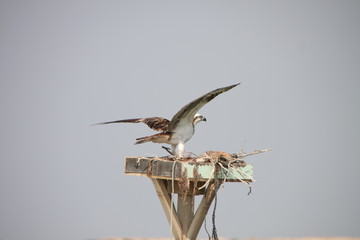 Arabian Falcon 