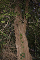 Obraz premium Dense Forest next to the Agios Nikolaos Park Naousa Greece