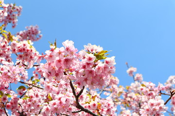 満開サクラの花