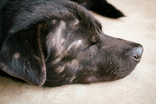 Dog Have Yeast Infection On Skin, The Dog Is Sleeping Because Of Discomfort, Sleeping Dog.