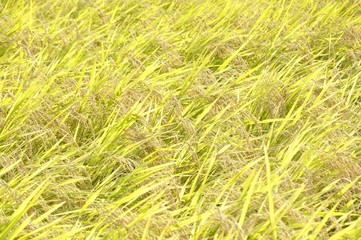稲穂輝く