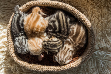 Little cute kittens of British breed in a knitted basket. Striped marble color.