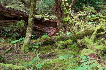 The largest of trees become mulch on the forest floor providing a place for the smallest forest plants and animals to live.