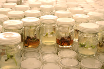 Plant tissue culture experiment in biology laboratory. Research and development for agriculture concept.