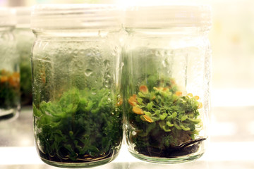 Plant tissue culture experiment in biology laboratory. Research and development for agriculture concept.
