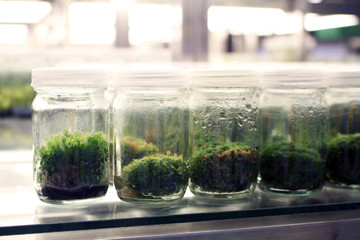 Plant tissue culture experiment in biology laboratory. Research and development for agriculture concept.