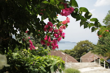 Pink bougainvillea flowers in a tropical garden.