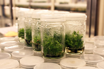 Plant tissue culture experiment in biology laboratory. Research and development for agriculture concept.
