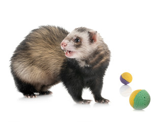 brown ferret in studio