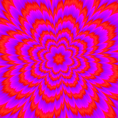 Scarlet flower. Red flower blossom. Optical expansion illusion. 